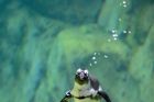 A penguin pauses during a swim to check out the crowd celebrating World Penguin Day.