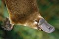 'Despicable act of cruelty': Platypuses found decapitated in Albury botanic gardens