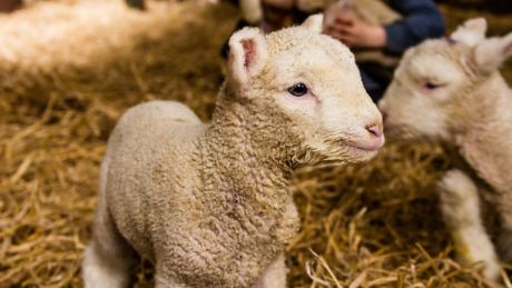 Lambs have been reared in an artificial womb.