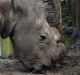 Sudan, the last remaining norther white rhino, at the Ol Pejeta Conservancy in Kenya.