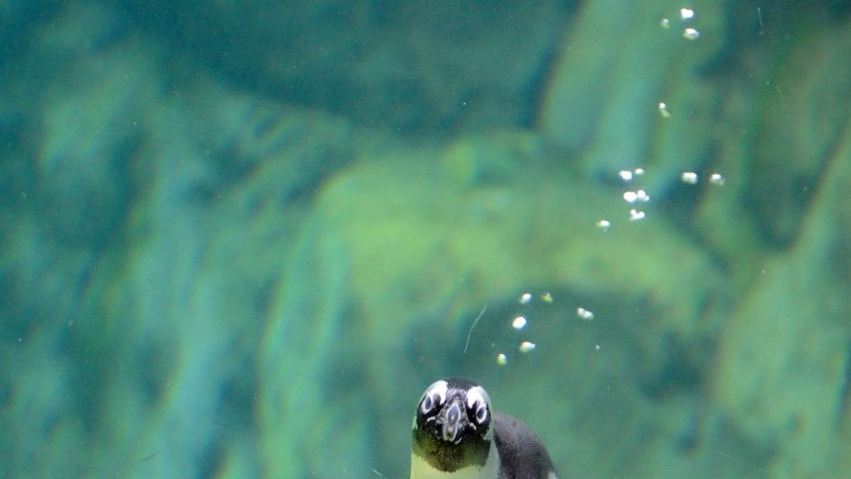 A penguin pauses during a swim to check out the crowd celebrating World Penguin Day.