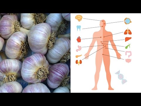 What is garlic good for? Benefits and medicinal uses for garlic