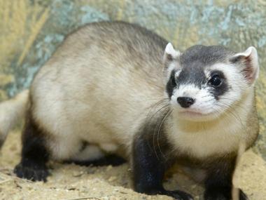 Black-footed ferret