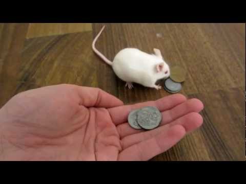 smart mouse buys herself a treat