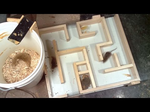 Field mouse maze experiments