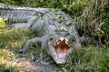 Wildlife officers were deployed to Lizard Island to find the reptile but the department later said the injuries were not ...