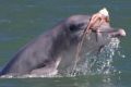 A bottlenose dolphin with an octopus on its head.