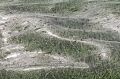 Thousands of spiders in Tauranga, on New Zealand's North Island, have created a 30-metre web. 