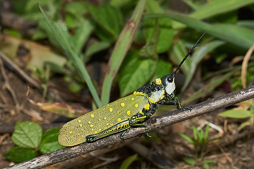 Aularches miliaris-Silent Valley-2016-08-13-001.jpg