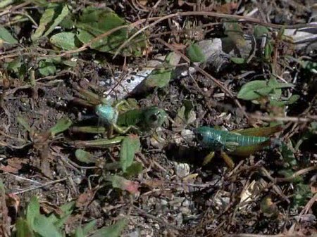 File:Fighting between male Kosciuscola tristis grasshoppers - pone.0049600.s001.ogv