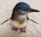 MELBOURNE, AUSTRALIA - JANUARY 02:  Melbourne Zoos 'Miss Wing' a Little Penguin turns 1 today. Hand reared as she was ...