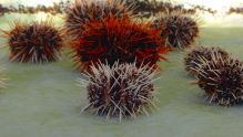 Collector sea urchins have an amazing defence mechanism, scientists have found.