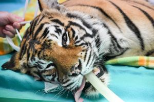 SMH News. Story, Indira the tiger is finally having her eye surgery through the University of Sydney Veterinary Teaching ...