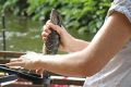 Dr Celine Frere, right, with a university student taking measurements of a water dragon.