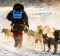 A musher races to tend the lines on his dog team near the start of the Yukon Quest. 