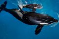 Takara helps guide her newborn to the water's surface at SeaWorld San Antonio on Wednesday.