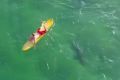 A Kiama drone operator has told of his urgent efforts to raise the alarm after a shark made an unexpected appearance in ...