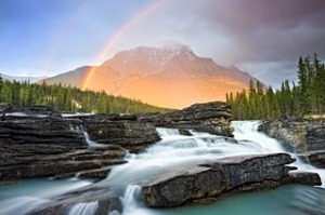 Range rover ... Athabasca Falls, near Jasper; an elk on the move.