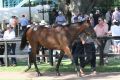 Classy mover: The Snitzel colt out of Bramble Rose turned plenty of heads when he had his turn in the sales ring.