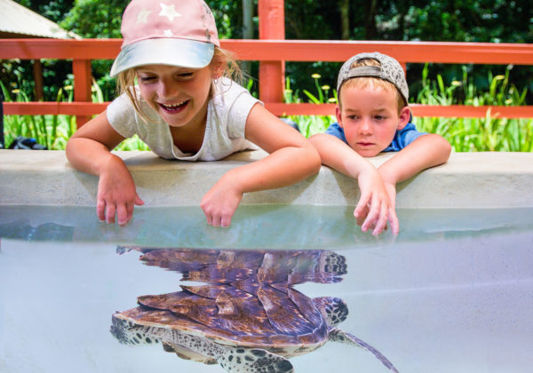 Hand Feed Sea Turtles