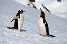 Weddell Sea cruise on SALE