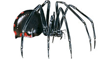 Black widow spider