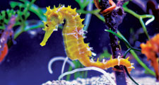 Sea horse or Seahorse, Hippocampus. Kingdom: Animalia Phylum: Chordata, Class: Actinopterygii, Order: Syngnathiformes, Family: Syngnathidae, Subfamily: Hippocampinae