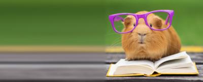 A guinea pig with giant classes on, reading a book.