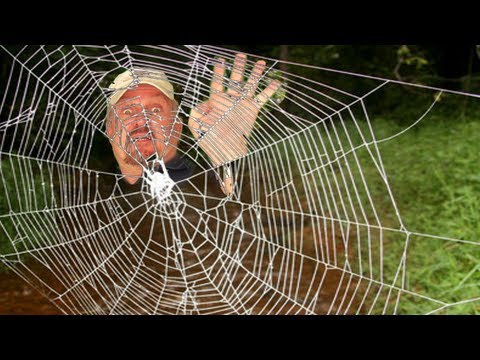 WORLD'S STRONGEST SPIDER WEB