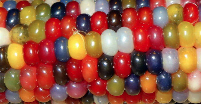 How To Grow The World Famous Glass Gem Corn