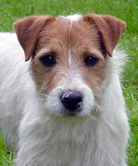 Parson Russell Terrier