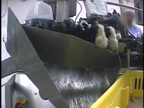 Undercover Investigation at Hy-Line Hatchery