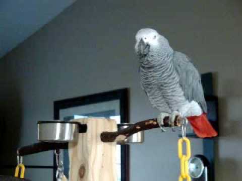 Larry the parrot dials an imaginary phone number, rambles a little, then starts laughing.