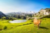 A curious cow wanders around the Ercina lake, Asturias, Spain.