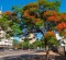 Jacaranda trees add colour to Maputo's wide streets.