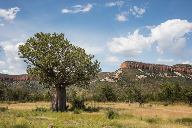 Boab tree in the Cockburn Ranges, Western Australia.