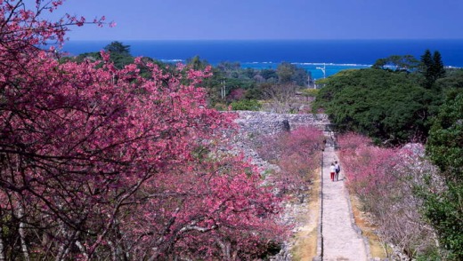 Cherry blossoms at Nakijin Castle.