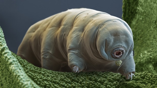 Colourr enhanced scanning electron micrograph of a tardigrade.