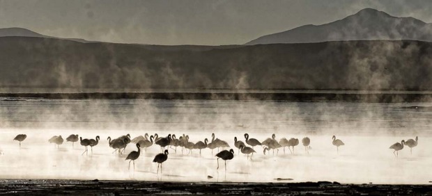 A flock of James's flamingos (phoenicoparrus jamesi) are seen wading in thermal waters.