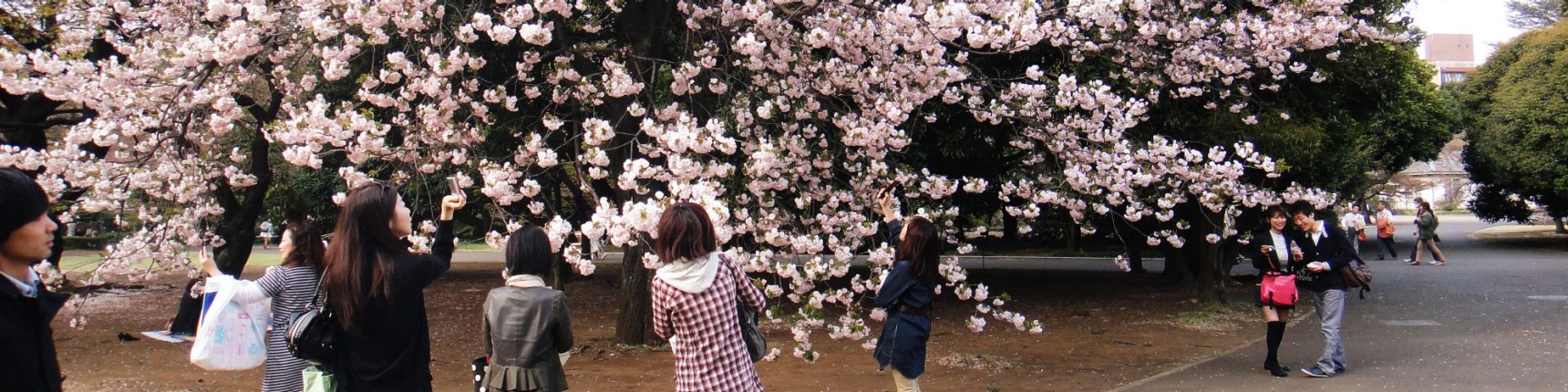 Tokyo, cherryblossom