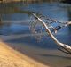 The Murray River at Moama, scene of the alleged drowning 