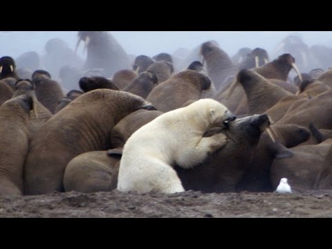 Polar Bear vs Walrus - Planet Earth - BBC Earth