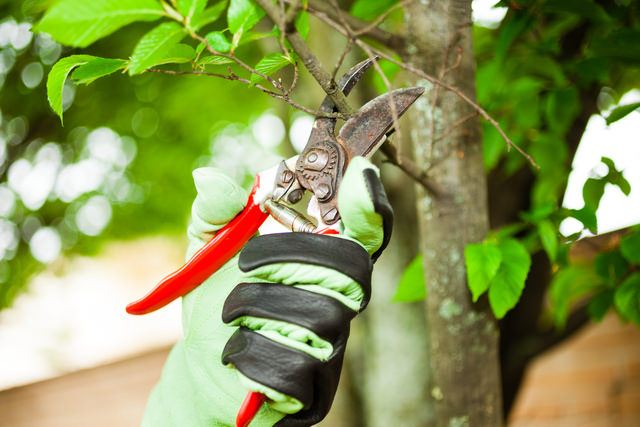 Mitchell's Tree Service - Services - Landscaping in ELTHAM VIC
