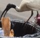 The 'bin chicken' in its adopted city environment with a seagull admirer.