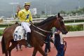 Further success: Hugh Bowman on Werther after winning at Sha Tin.