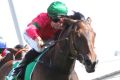 Andrew Adkins rides Daysee Doom to win race 6, The Clum Marconi Amartrice Fund Handicap, at Rosehill in November last year.