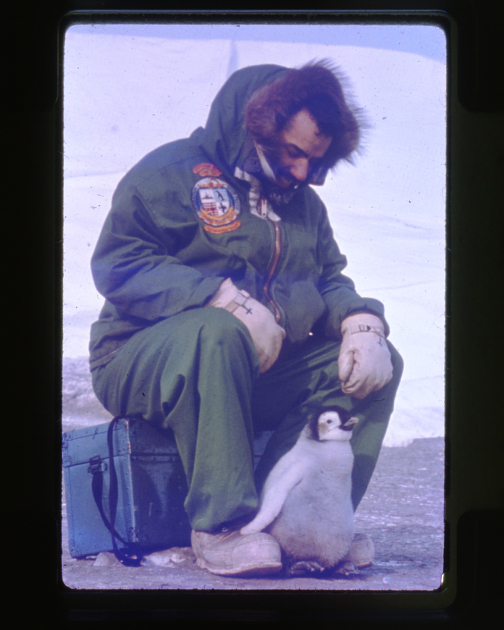 A member of a 1962 Antarctic expedition makes a fluffy friend. ? This Smithsonian Institution Archives photo was taken while Smithsonian curator Waldo L. Schmitt was collecting during the Palmer Peninsula Survey.