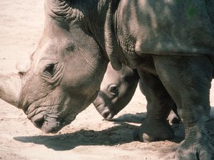 Rhinoceros Ceratotherium simum with young at the zoo of Muenster, Germany