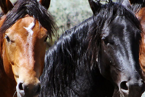 Famous Herd of Mustangs Faces A Round-Up