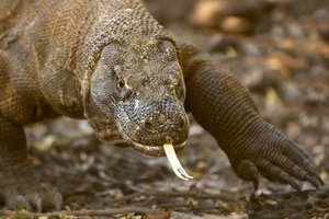 File - The Komodo dragon (Varanus komodoensis), also known as the Komodo monitor, is a large species of lizard found in the Indonesian islands of Komodo, Rinca, Flores, Gili Motang, and Padar.